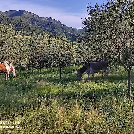Διαμέρισμα Asara Padru