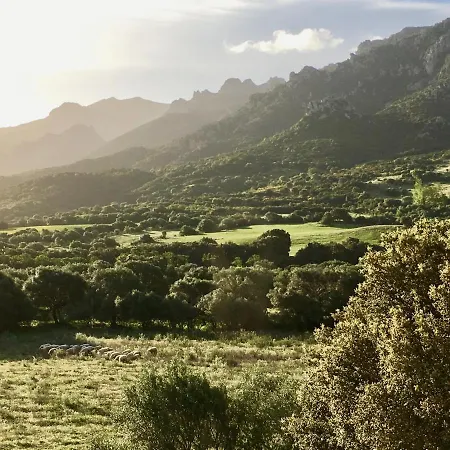 Asara