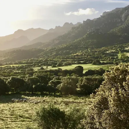 Asara